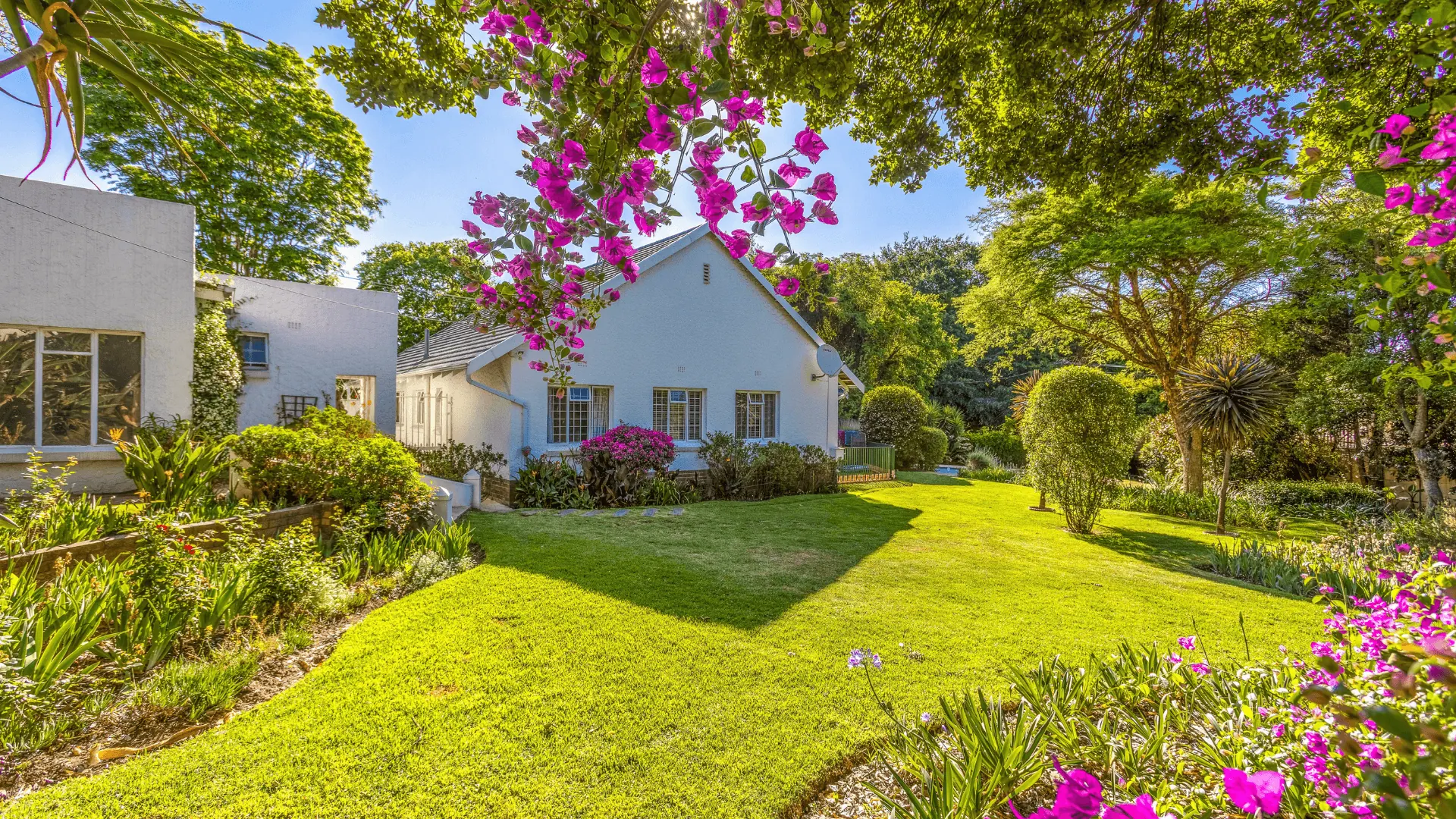 A white family home behind a lawn and pink bougainvillea